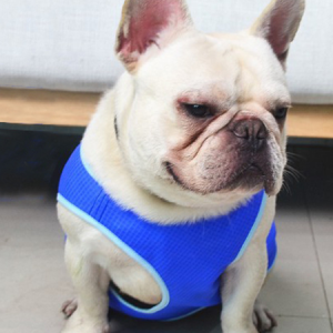 Lilicloth X Funnpaw Summer Thin Large Dog Clothes Pet Cooling Vest, color:L|size:Blue, Lilicloth.com