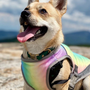 Lilicloth X Funnpaw Summer Thin Large Dog Clothes Pet Cooling Vest, color:Multicolor|size:XXL, Lilicloth.com