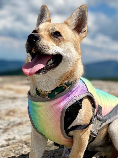 Lilicloth X Funnpaw Summer Thin Large Dog Clothes Pet Cooling Vest, color:Multicolor|size:XXL, Lilicloth.com