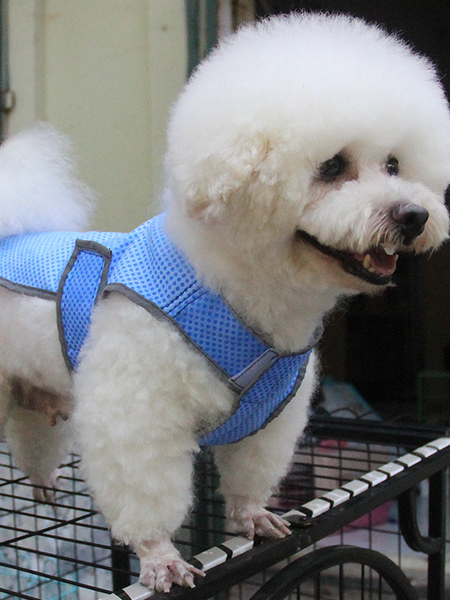 Lilicloth X Funnpaw Summer Thin Large Dog Clothes Pet Cooling Clothes, color:Blue|size:XL, Lilicloth.com